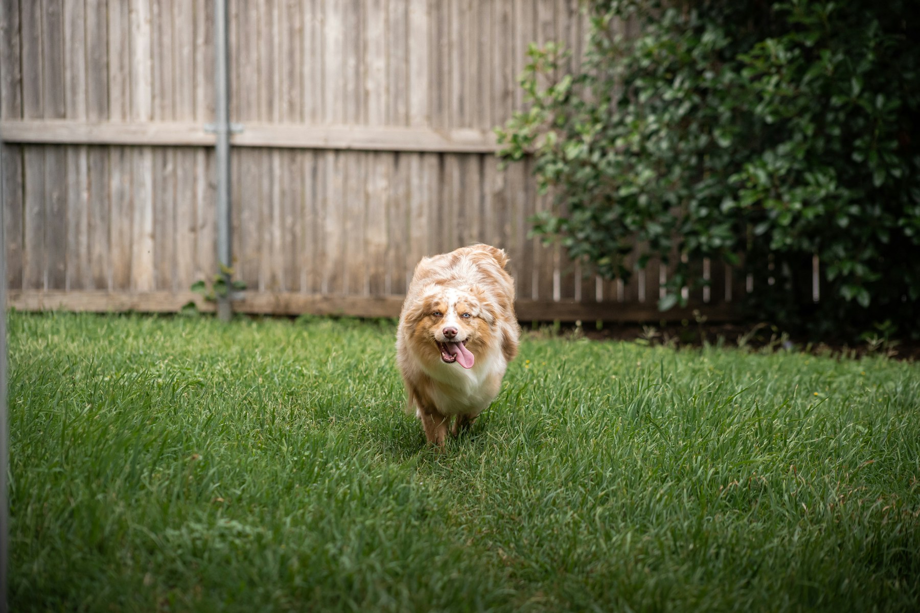 Happy dog in a backyard